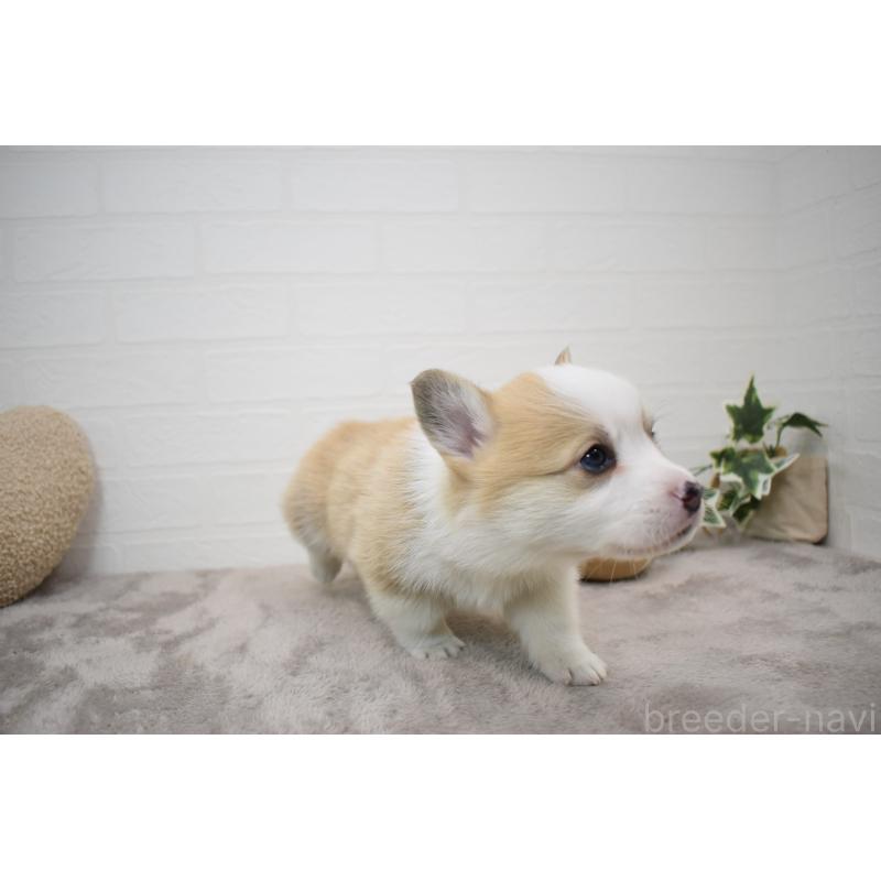 販売中の愛知県のウェルシュコーギーペンブローク-440526の11枚目