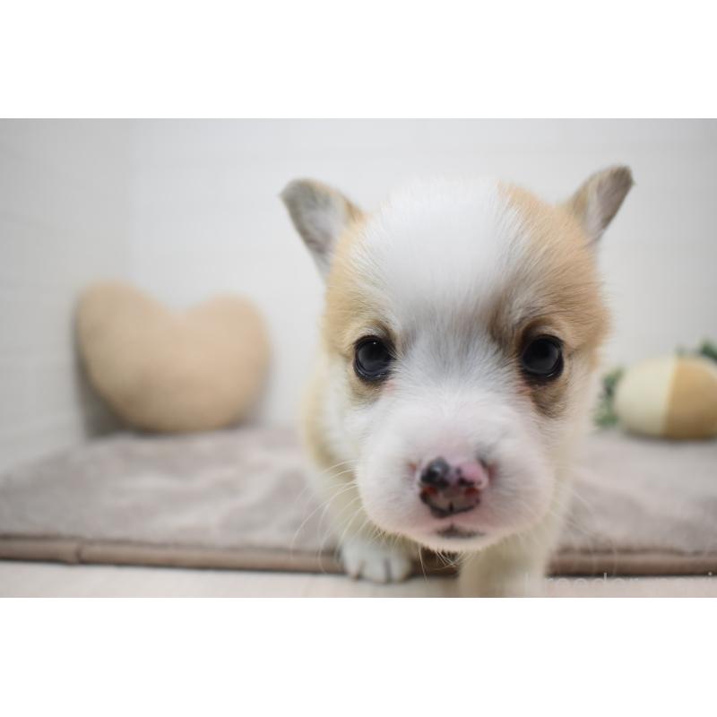 販売中の愛知県のウェルシュコーギーペンブローク-440526の10枚目