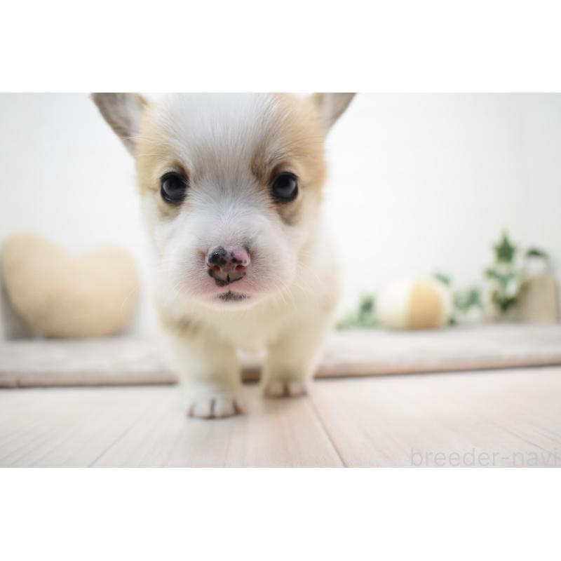 販売中の愛知県のウェルシュコーギーペンブローク-440526の9枚目