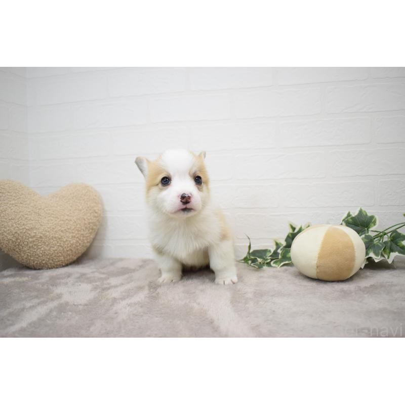 販売中の愛知県のウェルシュコーギーペンブローク-440526の7枚目