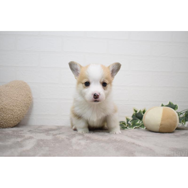 販売中の愛知県のウェルシュコーギーペンブローク-440526の4枚目