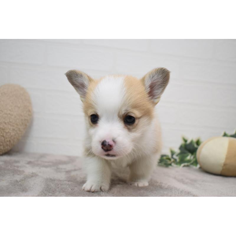 販売中の愛知県のウェルシュコーギーペンブローク-440526の3枚目