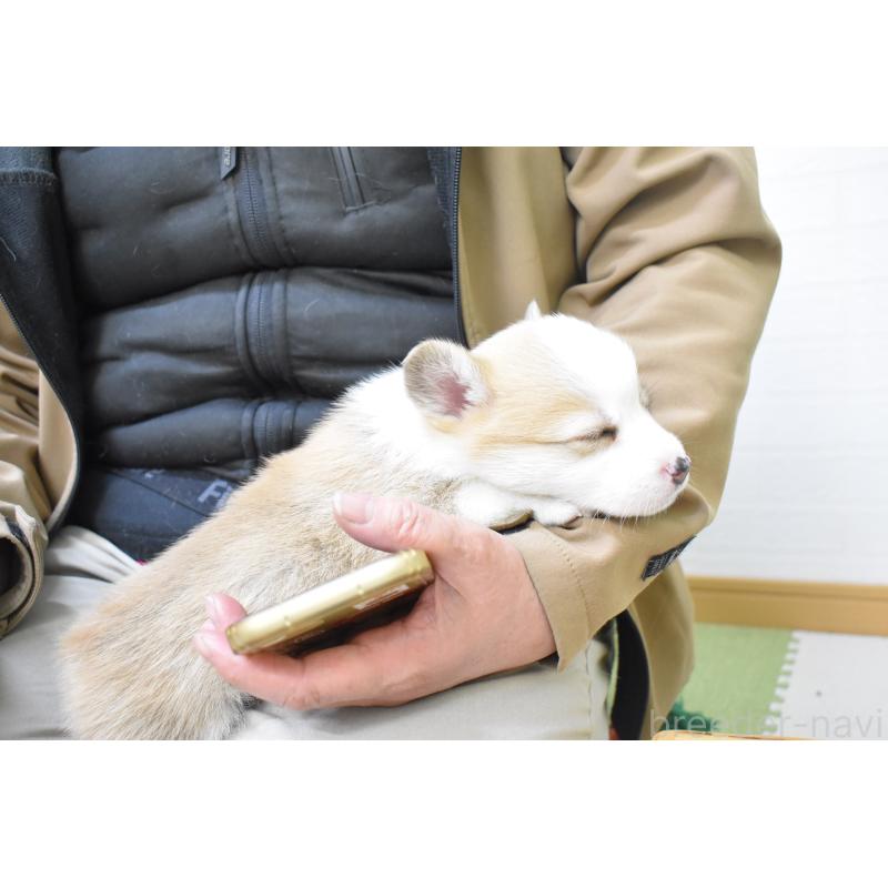 販売中の愛知県のウェルシュコーギーペンブローク-440526の2枚目