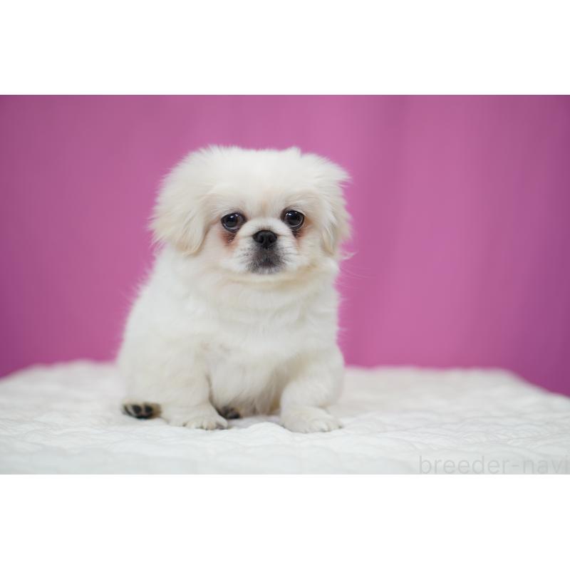 成約済の埼玉県のペキニーズ-430037の6枚目