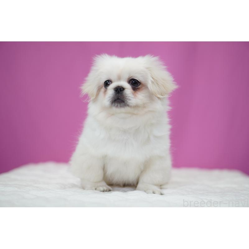 成約済の埼玉県のペキニーズ-430037の5枚目