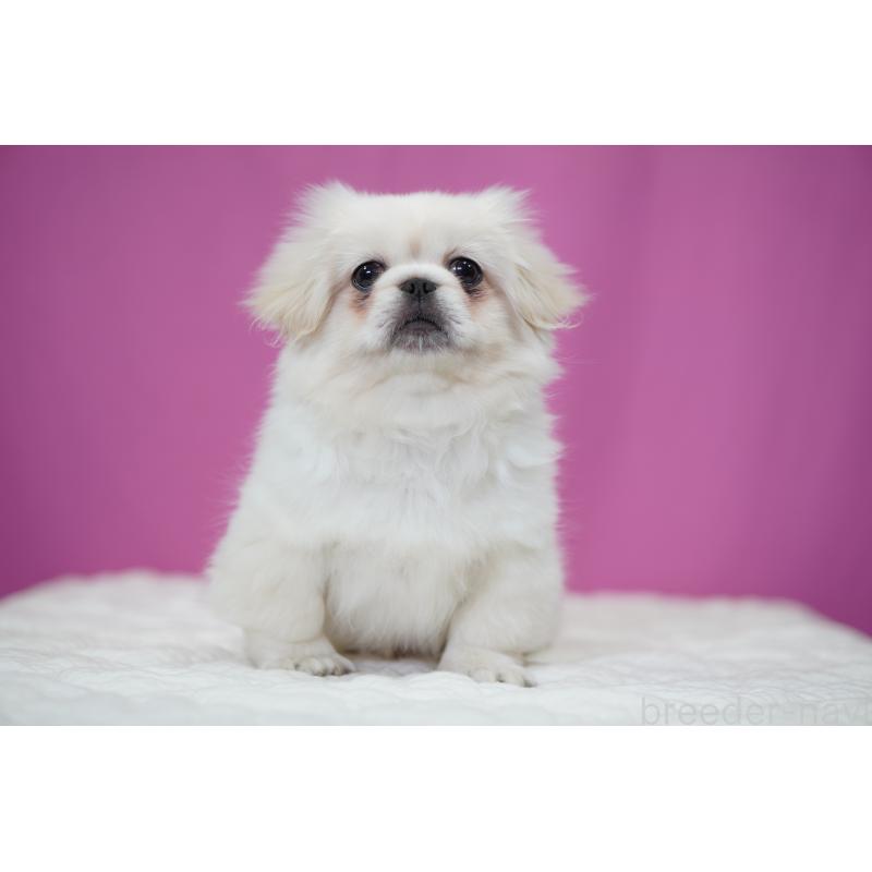 成約済の埼玉県のペキニーズ-430037の4枚目