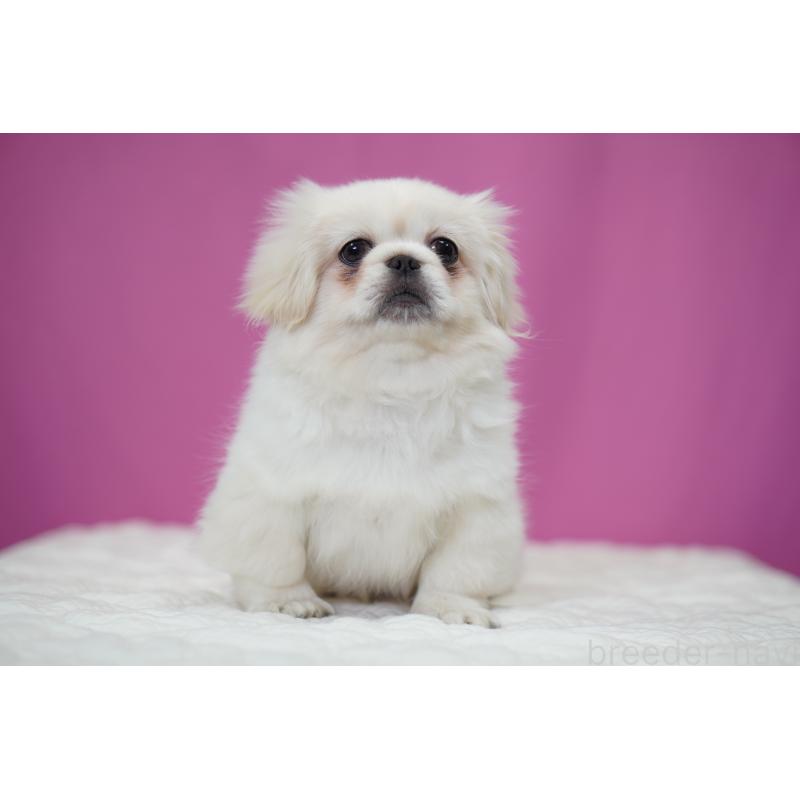 成約済の埼玉県のペキニーズ-430037の3枚目