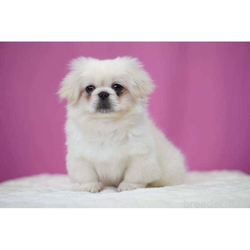 成約済の埼玉県のペキニーズ-430037の2枚目