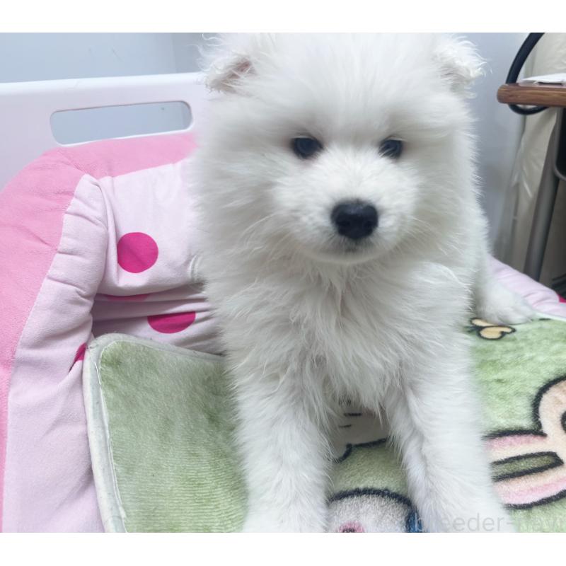 成約済の東京都のサモエド-438923の7枚目