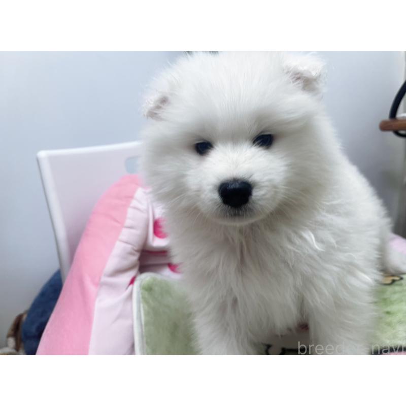 成約済の東京都のサモエド-438923の6枚目