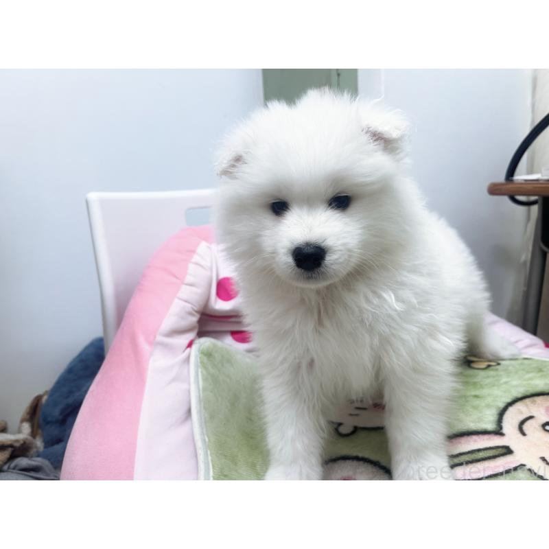 成約済の東京都のサモエド-438923の4枚目