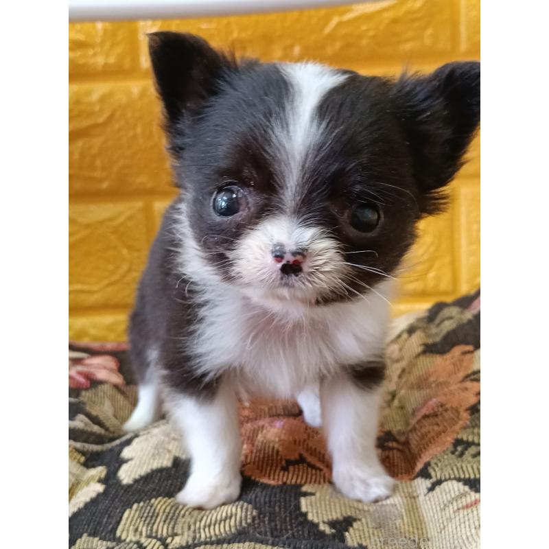 商談中の千葉県のチワワ(ロングコート)-429690の20枚目