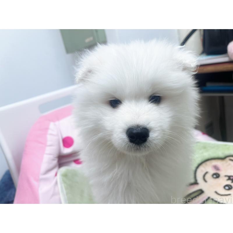 成約済の東京都のサモエド-438923の2枚目