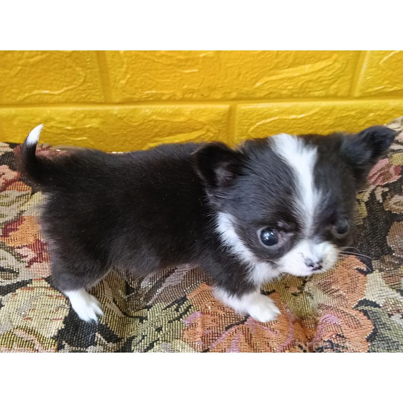 商談中の千葉県のチワワ(ロングコート)-429690の19枚目