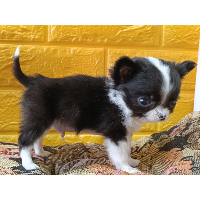 商談中の千葉県のチワワ(ロングコート)-429690の18枚目