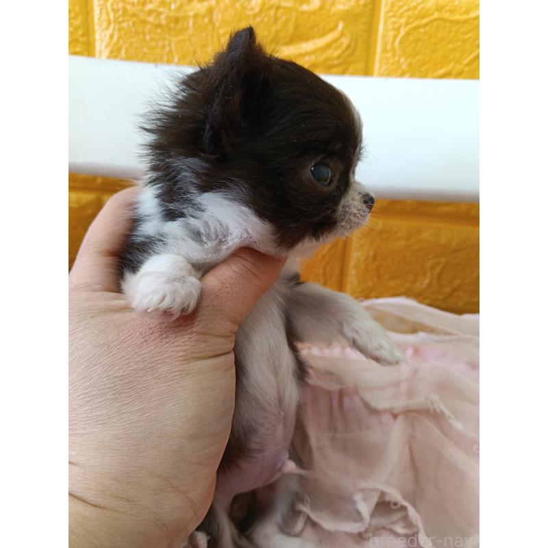 商談中の千葉県のチワワ(ロングコート)-429690の17枚目