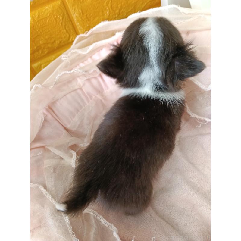 商談中の千葉県のチワワ(ロングコート)-429690の16枚目