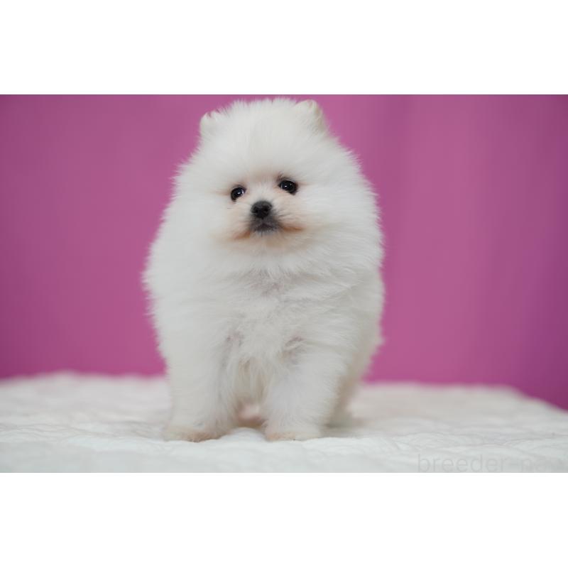 成約済の埼玉県のポメラニアン-439023の4枚目