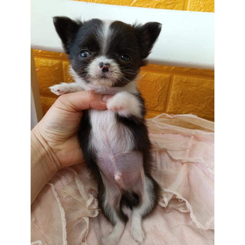 商談中の千葉県のチワワ(ロングコート)-429690の15枚目