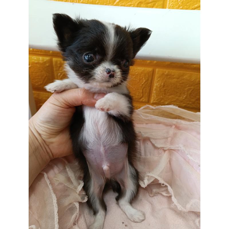 商談中の千葉県のチワワ(ロングコート)-429690の14枚目