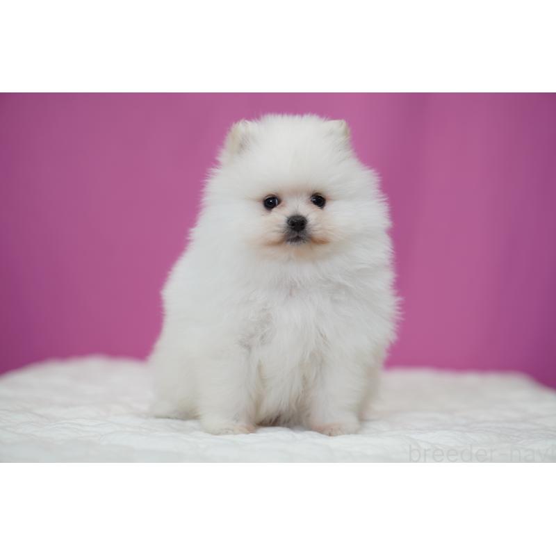 成約済の埼玉県のポメラニアン-439023の2枚目