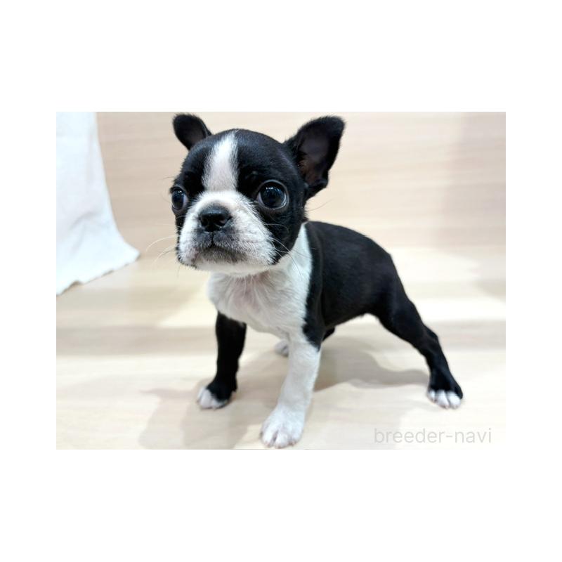 販売中の東京都のボストンテリア-440528の5枚目