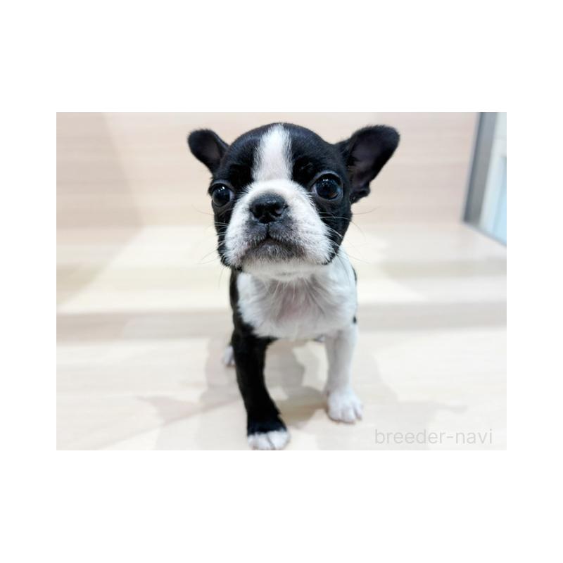 販売中の東京都のボストンテリア-440528の4枚目