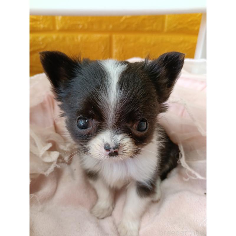 商談中の千葉県のチワワ(ロングコート)-429690の12枚目