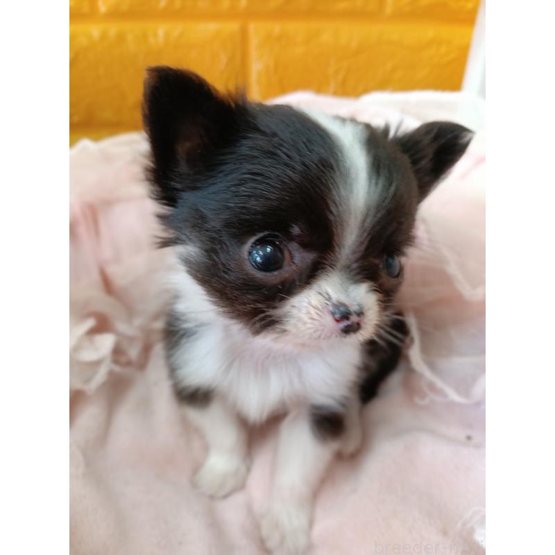 商談中の千葉県のチワワ(ロングコート)-429690の11枚目