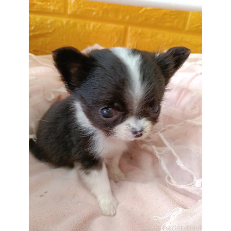 商談中の千葉県のチワワ(ロングコート)-429690の10枚目