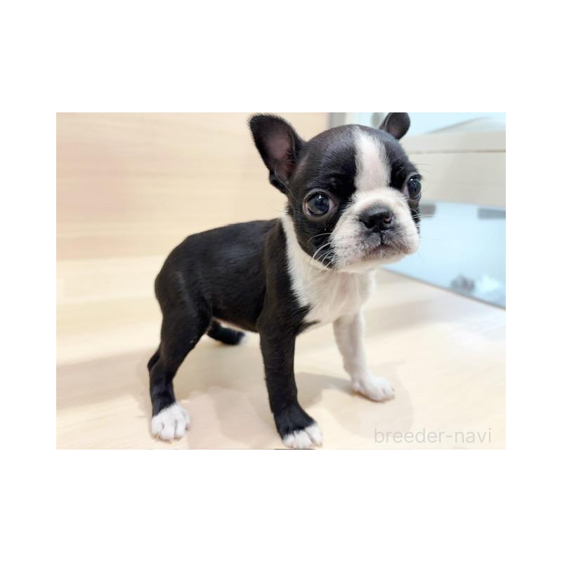 販売中の東京都のボストンテリア-440528の3枚目