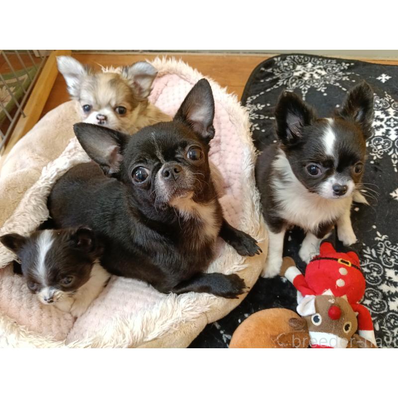 商談中の千葉県のチワワ(ロングコート)-429690の9枚目