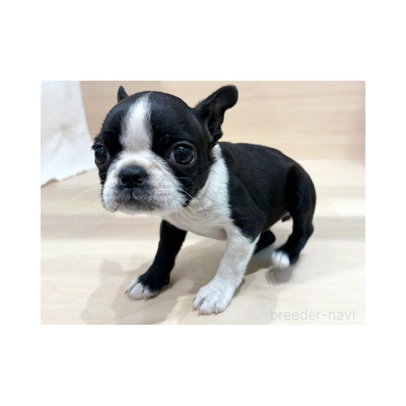 販売中の東京都のボストンテリア-440528の2枚目