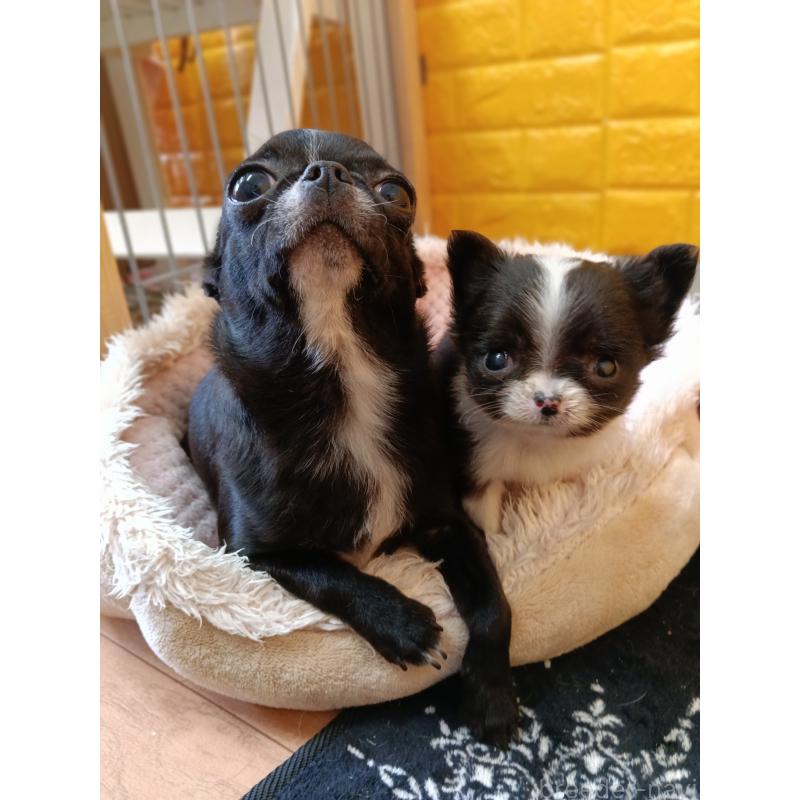 商談中の千葉県のチワワ(ロングコート)-429690の7枚目