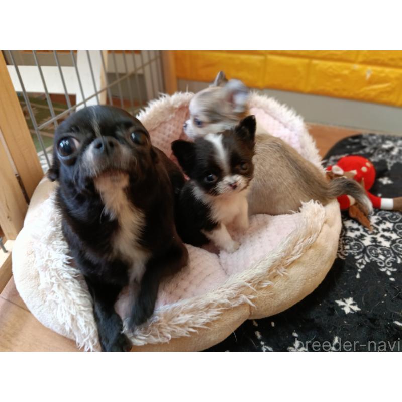 商談中の千葉県のチワワ(ロングコート)-429690の6枚目