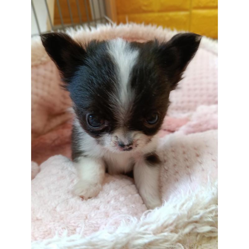 商談中の千葉県のチワワ(ロングコート)-429690の5枚目