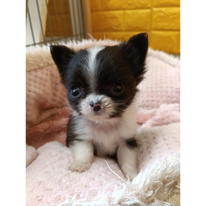 商談中の千葉県のチワワ(ロングコート)-429690の4枚目