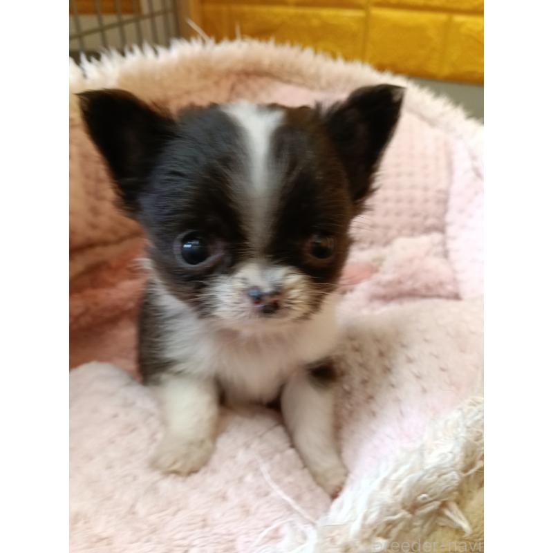 商談中の千葉県のチワワ(ロングコート)-429690の3枚目