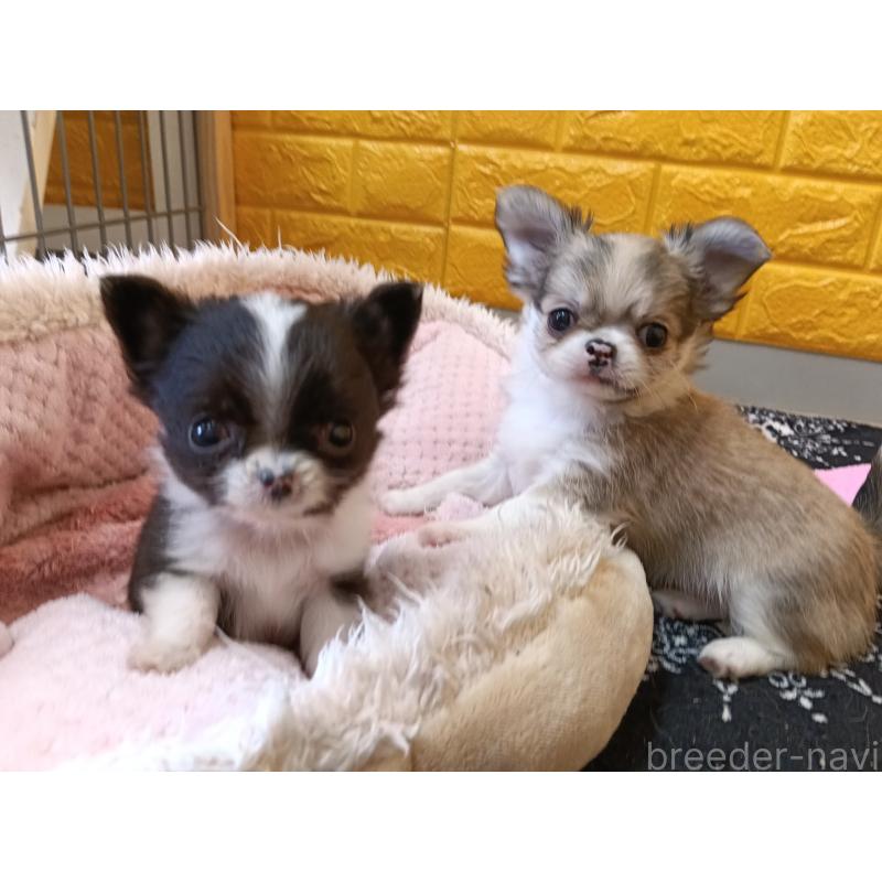 商談中の千葉県のチワワ(ロングコート)-429690の2枚目