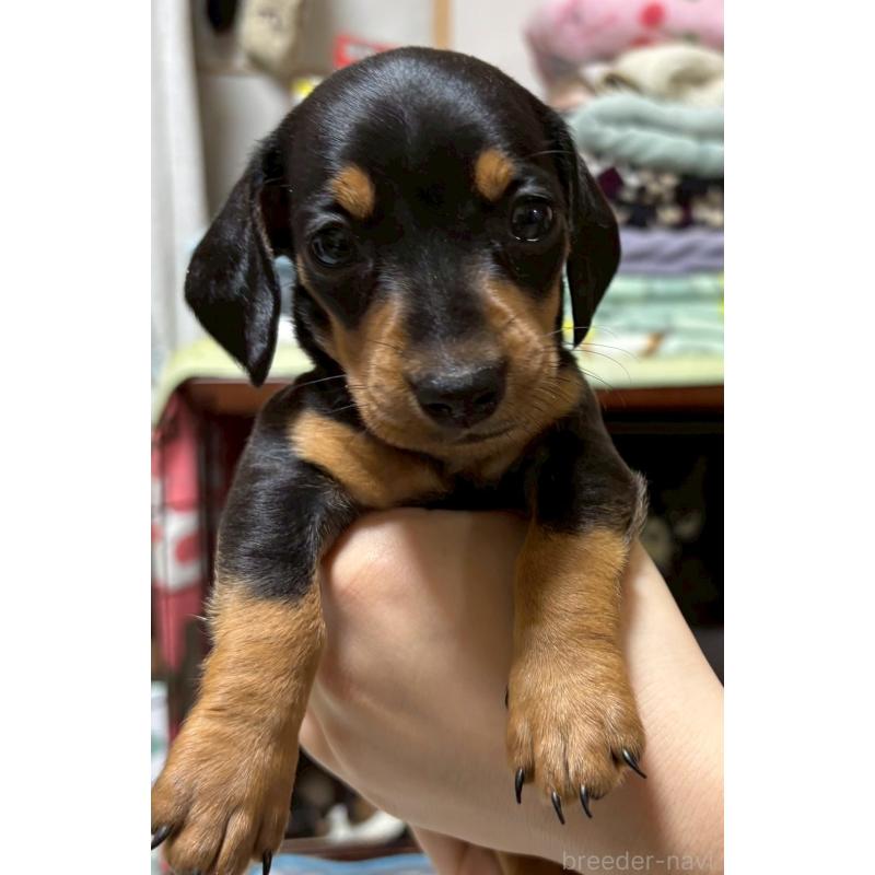 販売中の茨城県のミニチュアダックスフンド(スムースヘアード)-440537の1枚目