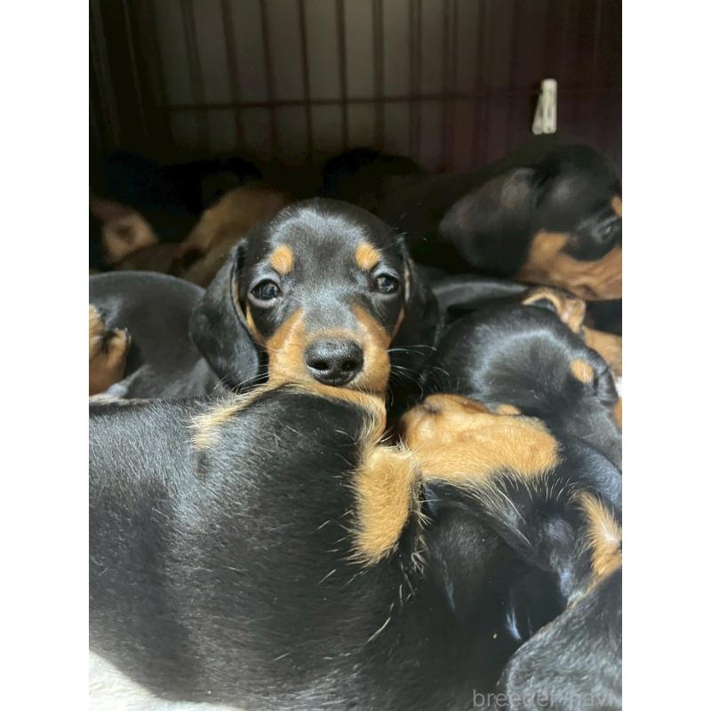 販売中の茨城県のミニチュアダックスフンド(スムースヘアード)-440537の3枚目
