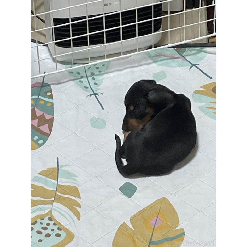 販売中の茨城県のミニチュアダックスフンド(スムースヘアード)-440537の2枚目