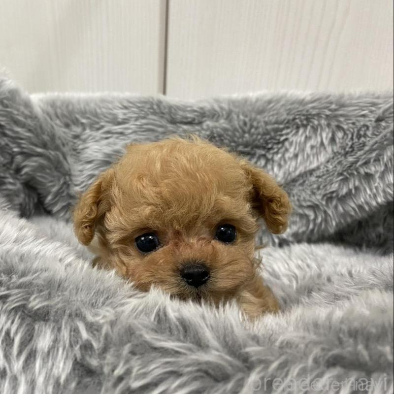 販売中の岐阜県のティーカッププードル-440527の10枚目