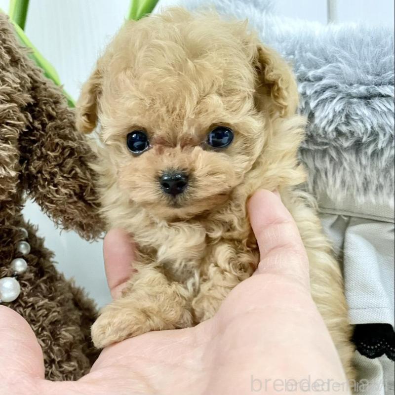 販売中の岐阜県のティーカッププードル-440527の9枚目