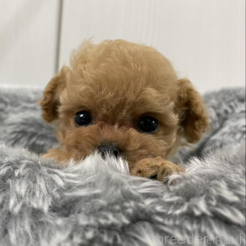 販売中の岐阜県のティーカッププードル-440527の8枚目