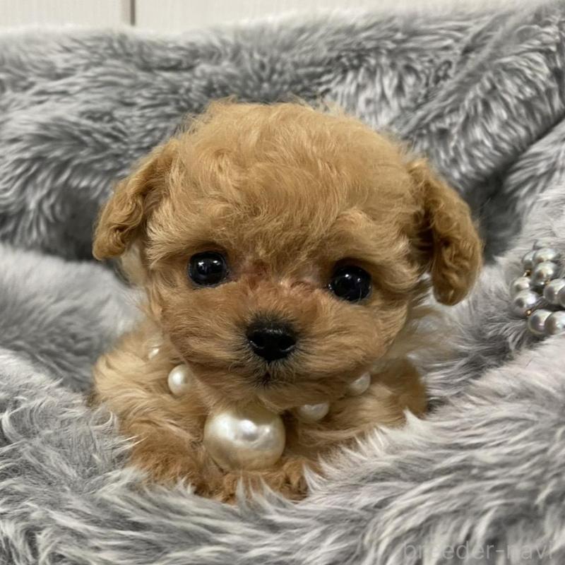 販売中の岐阜県のティーカッププードル-440527の6枚目