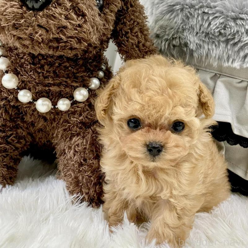 販売中の岐阜県のティーカッププードル-440527の5枚目