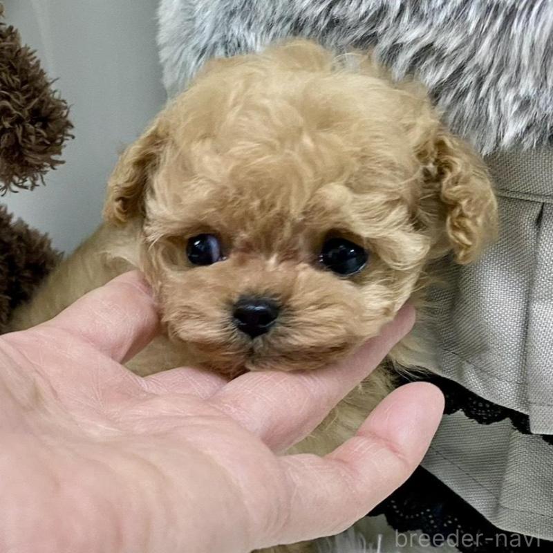 販売中の岐阜県のティーカッププードル-440527の3枚目