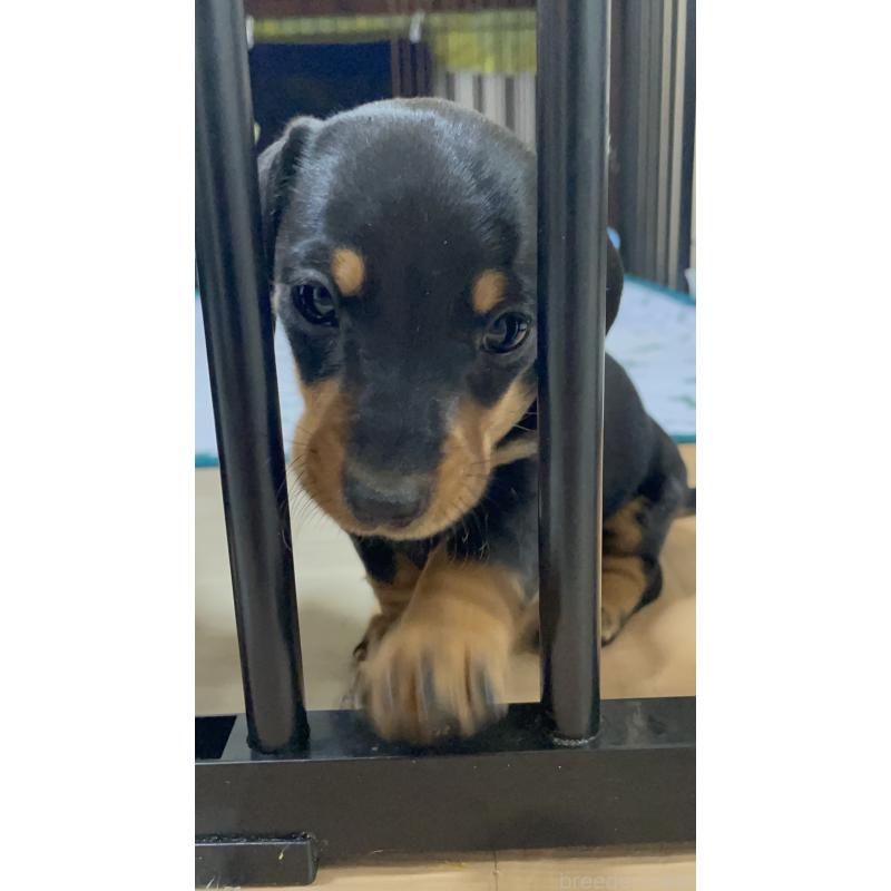 販売中の茨城県のミニチュアダックスフンド(スムースヘアード)-440538の4枚目