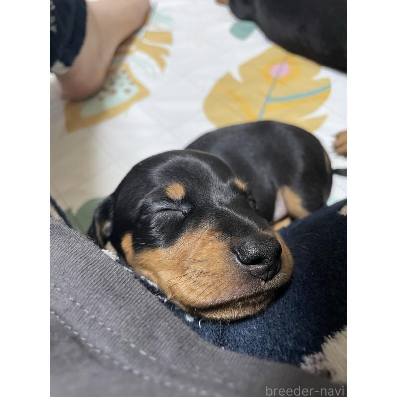 販売中の茨城県のミニチュアダックスフンド(スムースヘアード)-440538の3枚目